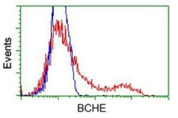 Butyrylcholinesterase/BCHE Antibody (OTI1E1), Novus Biologicals 0.1mL;