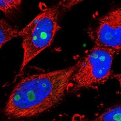 BXDC1 Antibody, Novus Biologicals 25 &mu;L; Unlabeled:Antibodies, Polyclonal