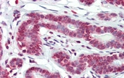 BXDC5 Antibody, Novus Biologicals 100μL; Unlabeled:Antibodies, Polyclonal