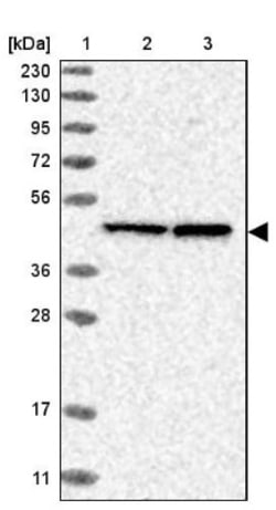 BXDC5 Antibody, Novus Biologicals 25 &mu;L; Unlabeled:Antibodies, Polyclonal