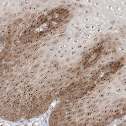 BYSL Antibody, Novus Biologicals:Antibodies:Primary Antibodies