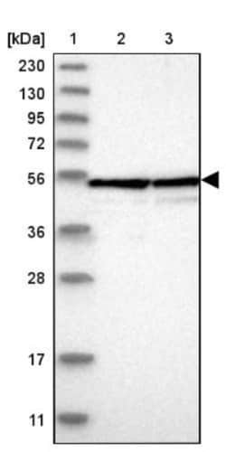 BYSL Antibody, Novus Biologicals:Antibodies:Primary Antibodies