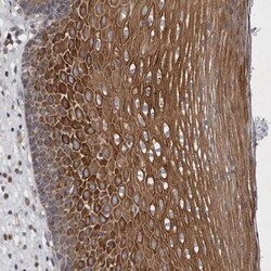 BZRAP1 Antibody, Novus Biologicals 0.1mL; Unlabeled:Antibodies, Polyclonal