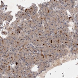 BZW2 Antibody, Novus Biologicals:Antibodies:Primary Antibodies