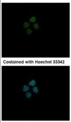 c-Abl Antibody, Novus Biologicals 0.1mL; Unlabeled:Antibodies, Polyclonal
