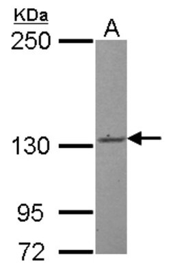 c-Abl Antibody, Novus Biologicals 0.1mL; Unlabeled:Antibodies, Polyclonal