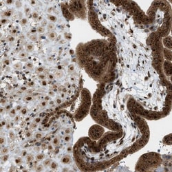 CCDC186 Antibody, Novus Biologicals 0.1mL; Unlabeled:Antibodies, Polyclonal