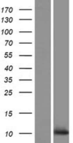 Novus Biologicals&trade;&nbsp;C10orf53 Overexpression Lysate