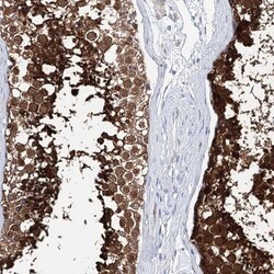 C10orf53 Antibody, Novus Biologicals 0.1 mL | Buy Online | Novus Biologicals | Fisher Scientific