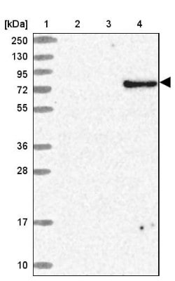ARMH3 Antibody, Novus Biologicals 25 &mu;L, Unlabeled:Antibodies, Polyclonal