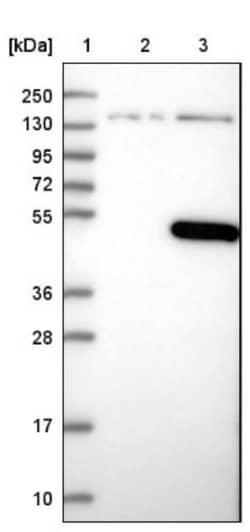 C10orf88 Antibody, Novus Biologicals 25 &mu;L; Unlabeled:Antibodies, Polyclonal