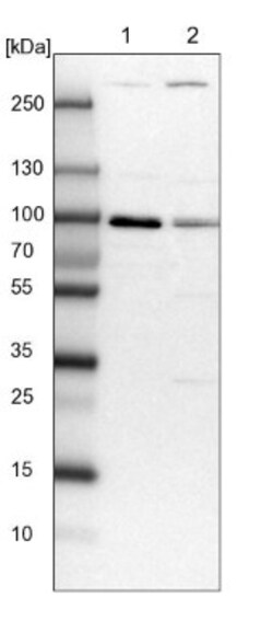 VPS51 Antibody, Novus Biologicals:Antibodies:Primary Antibodies