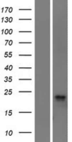 Novus Biologicals&trade;&nbsp;C11orf24 Overexpression Lysate
