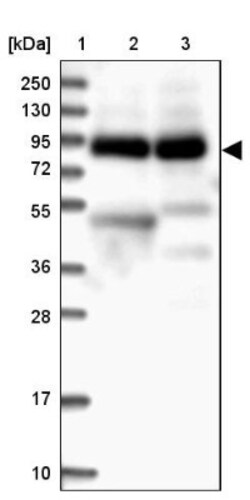 VPS51 Antibody, Novus Biologicals:Antibodies:Primary Antibodies