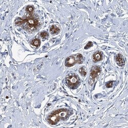 C11orf45 Antibody, Novus Biologicals:Antibodies:Primary Antibodies