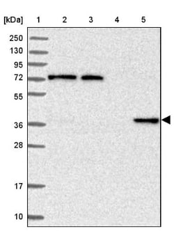 C11orf54 Antibody, Novus Biologicals 25 &mu;L; Unlabeled:Antibodies, Polyclonal