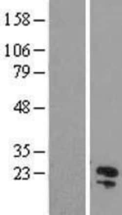 Novus Biologicals&trade;&nbsp;C11orf54 Overexpression Lysate