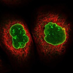 C11orf54 Antibody, Novus Biologicals 25 &mu;L; Unlabeled:Antibodies, Polyclonal