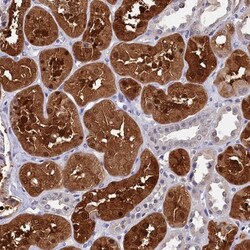 C11orf54 Antibody, Novus Biologicals 25 &mu;L; Unlabeled:Antibodies, Polyclonal