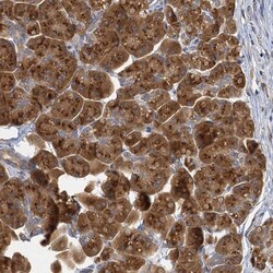 NKAPD1 Antibody, Novus Biologicals:Antibodies:Primary Antibodies