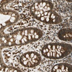 LAMTOR1 Antibody, Novus Biologicals:Antibodies:Primary Antibodies