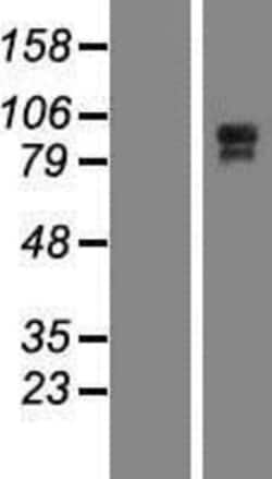 Novus Biologicals™ Junctional Cadherin Complex Regulator Overexpression Lysate