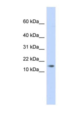 AAMDC Antibody, Novus Biologicals:Antibodies:Primary Antibodies