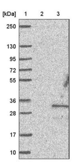 CFAP300 Antibody, Novus Biologicals 0.1mL; Unlabeled:Antibodies, Polyclonal