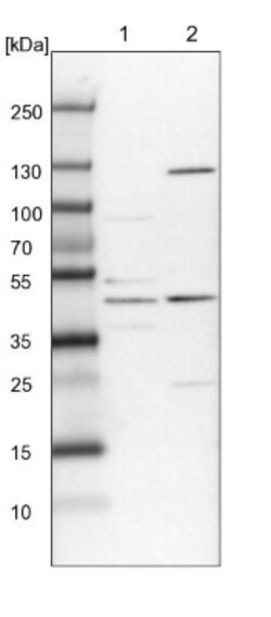 SPINDOC Antibody, Novus Biologicals 0.1 mL | Buy Online | Novus Biologicals | Fisher Scientific