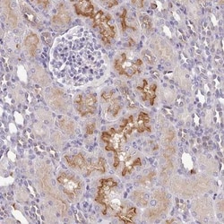 MYRFL Antibody, Novus Biologicals 0.1mL; Unlabeled:Antibodies, Polyclonal