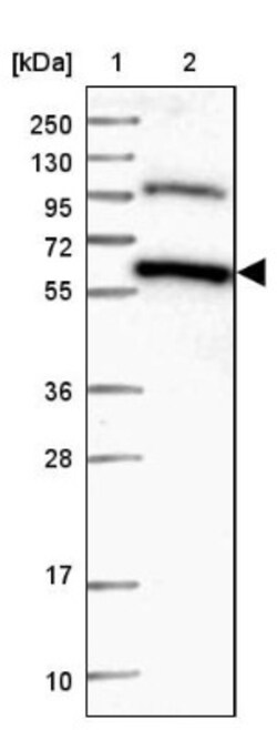 C12orf4 Antibody, Novus Biologicals 25 &mu;L; Unlabeled:Antibodies, Polyclonal
