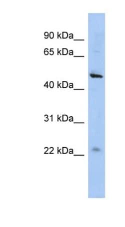 C12orf50 Antibody, Novus Biologicals 100&mu;L; Unlabeled:Antibodies, Polyclonal