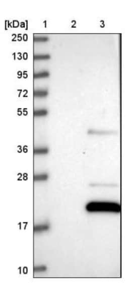 C12orf65 Antibody, Novus Biologicals:Antibodies:Primary Antibodies