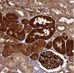 SMCO3 Antibody, Novus Biologicals 0.1mL; Unlabeled:Antibodies, Polyclonal