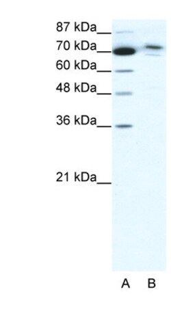 TMEM260 Antibody, Novus Biologicals:Antibodies:Primary Antibodies