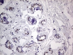 CLE7 homolog Antibody (OTI2A4), Novus Biologicals 0.1mL; Unlabeled:Antibodies,