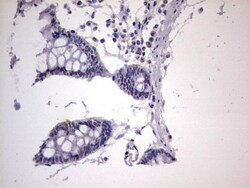 CLE7 homolog Antibody (OTI2A4), Novus Biologicals 0.1mL; Unlabeled:Antibodies,