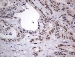 CLE7 homolog Antibody (OTI2A4), Novus Biologicals 0.1mL; Unlabeled:Antibodies,