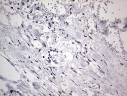 CLE7 homolog Antibody (OTI2A4), Novus Biologicals 0.1mL; Unlabeled:Antibodies,