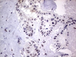 CLE7 homolog Antibody (OTI2A4), Novus Biologicals 0.1mL; Unlabeled:Antibodies,