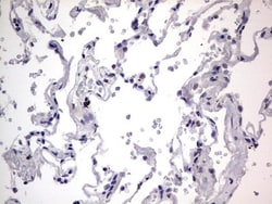 CLE7 homolog Antibody (OTI2A4), Novus Biologicals 0.1mL; Unlabeled:Antibodies,