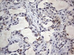CLE7 homolog Antibody (OTI2A4), Novus Biologicals 0.1mL; Unlabeled:Antibodies,