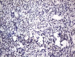 CLE7 homolog Antibody (OTI2A4), Novus Biologicals 0.1mL; Unlabeled:Antibodies,