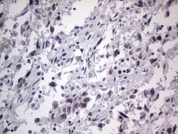 CLE7 homolog Antibody (OTI2A4), Novus Biologicals 0.1mL; Unlabeled:Antibodies,