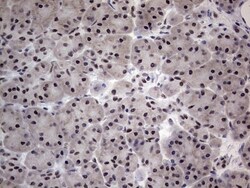 CLE7 homolog Antibody (OTI2A4), Novus Biologicals 0.1mL; Unlabeled:Antibodies,