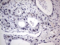 CLE7 homolog Antibody (OTI2A4), Novus Biologicals 0.1mL; Unlabeled:Antibodies,