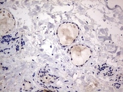 CLE7 homolog Antibody (OTI2A4), Novus Biologicals 0.1mL; Unlabeled:Antibodies,