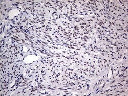 CLE7 homolog Antibody (OTI2A4), Novus Biologicals 0.1mL; Unlabeled:Antibodies,