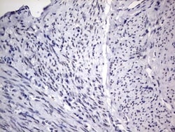 CLE7 homolog Antibody (OTI2A4), Novus Biologicals 0.1mL; Unlabeled:Antibodies,