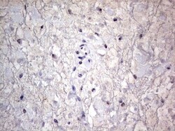 CLE7 homolog Antibody (OTI2A4), Novus Biologicals 0.1mL; Unlabeled:Antibodies,